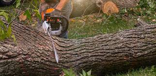 Best Root Management and Removal  in Hartley, CA