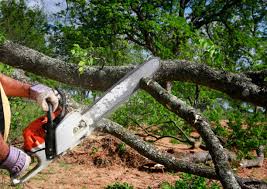 Reliable Hartley, CA Tree Care Solutions