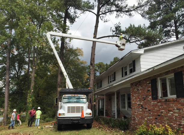 Best Fruit Tree Pruning  in Hartley, CA