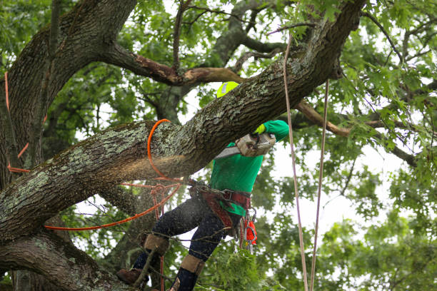 Best Leaf Removal  in Hartley, CA