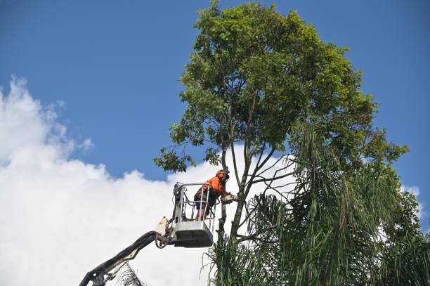 Best Lawn Seeding  in Hartley, CA