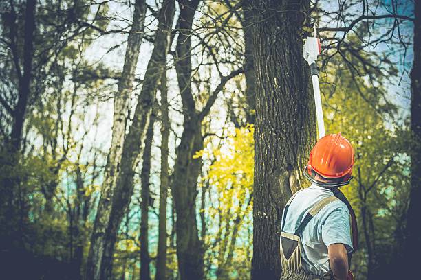 Best Tree Preservation Services  in Hartley, CA