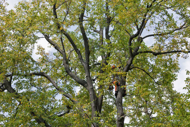 Best Storm Damage Tree Cleanup  in Hartley, CA